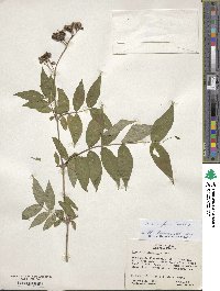 Diervilla sessilifolia image