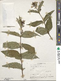 Diervilla sessilifolia image