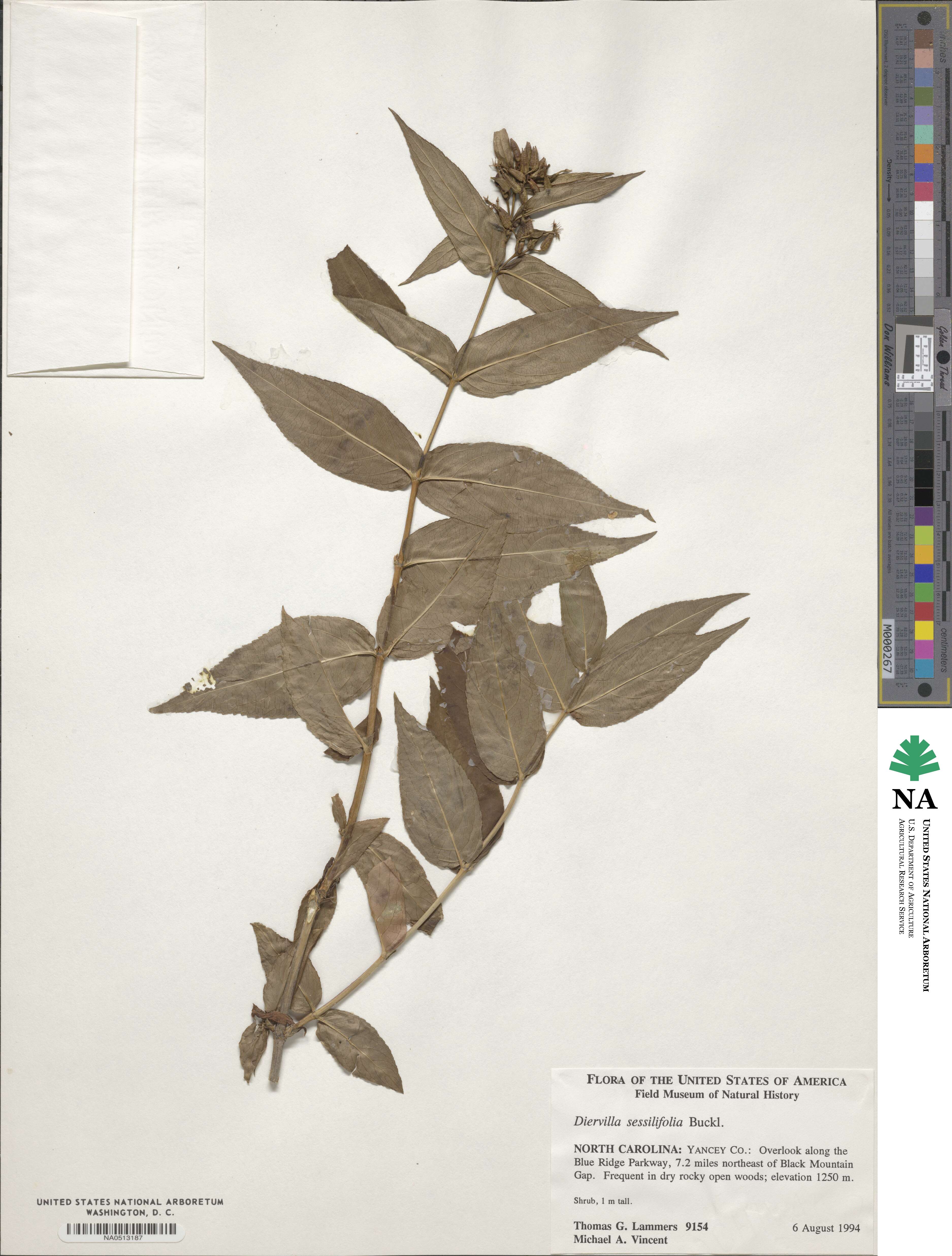 Diervilla sessilifolia image
