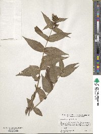 Diervilla sessilifolia image