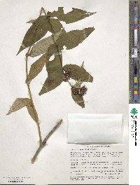 Diervilla sessilifolia image