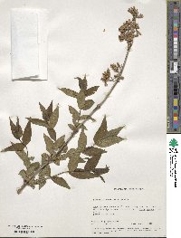 Diervilla sessilifolia image