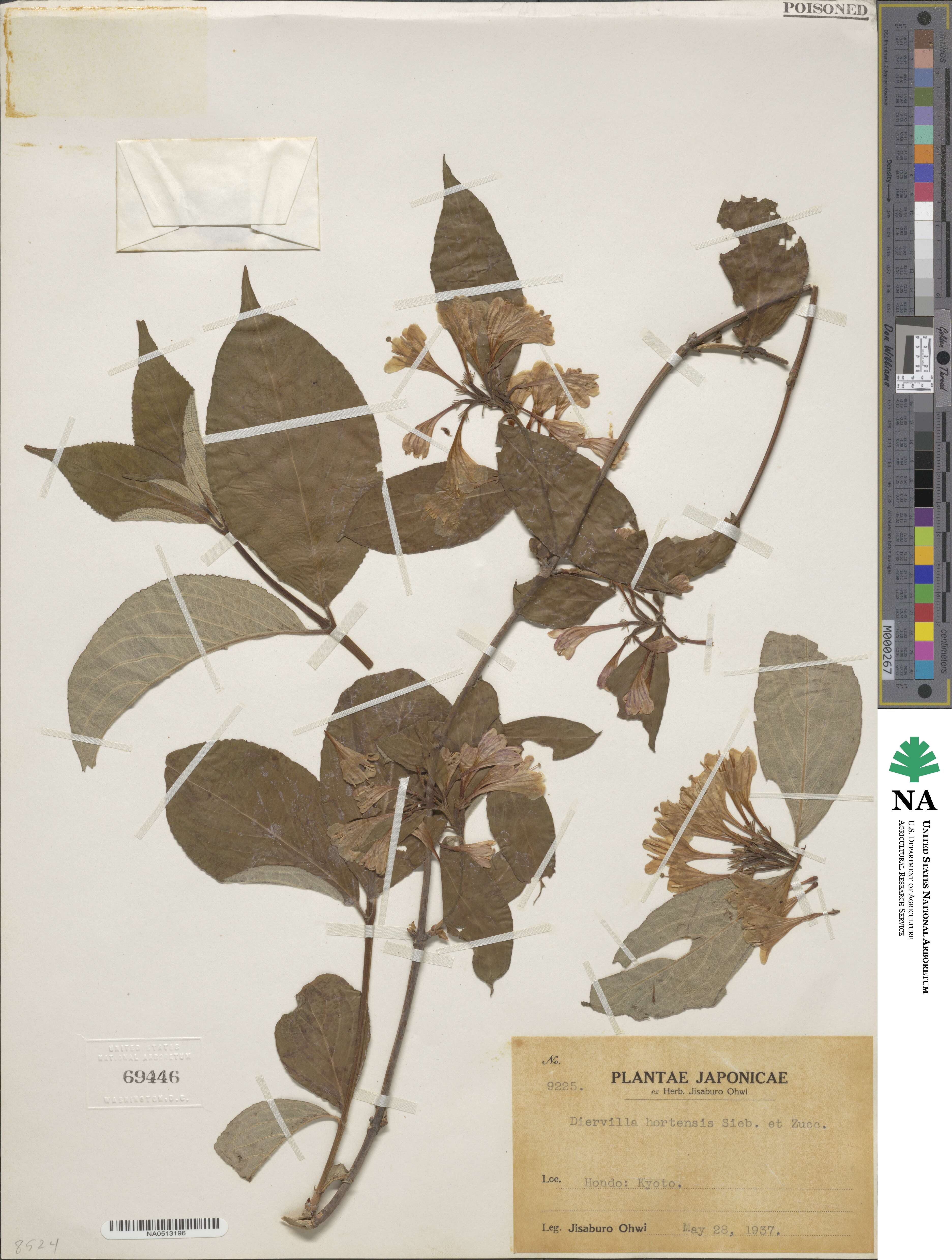 Weigela hortensis image