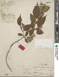 Weigela japonica var. sinica image