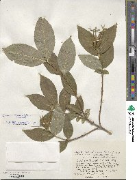 Weigela middendorfiana image