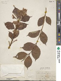 Weigela coraeensis image