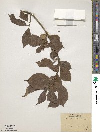 Weigela coraeensis image