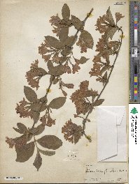 Weigela floribunda image