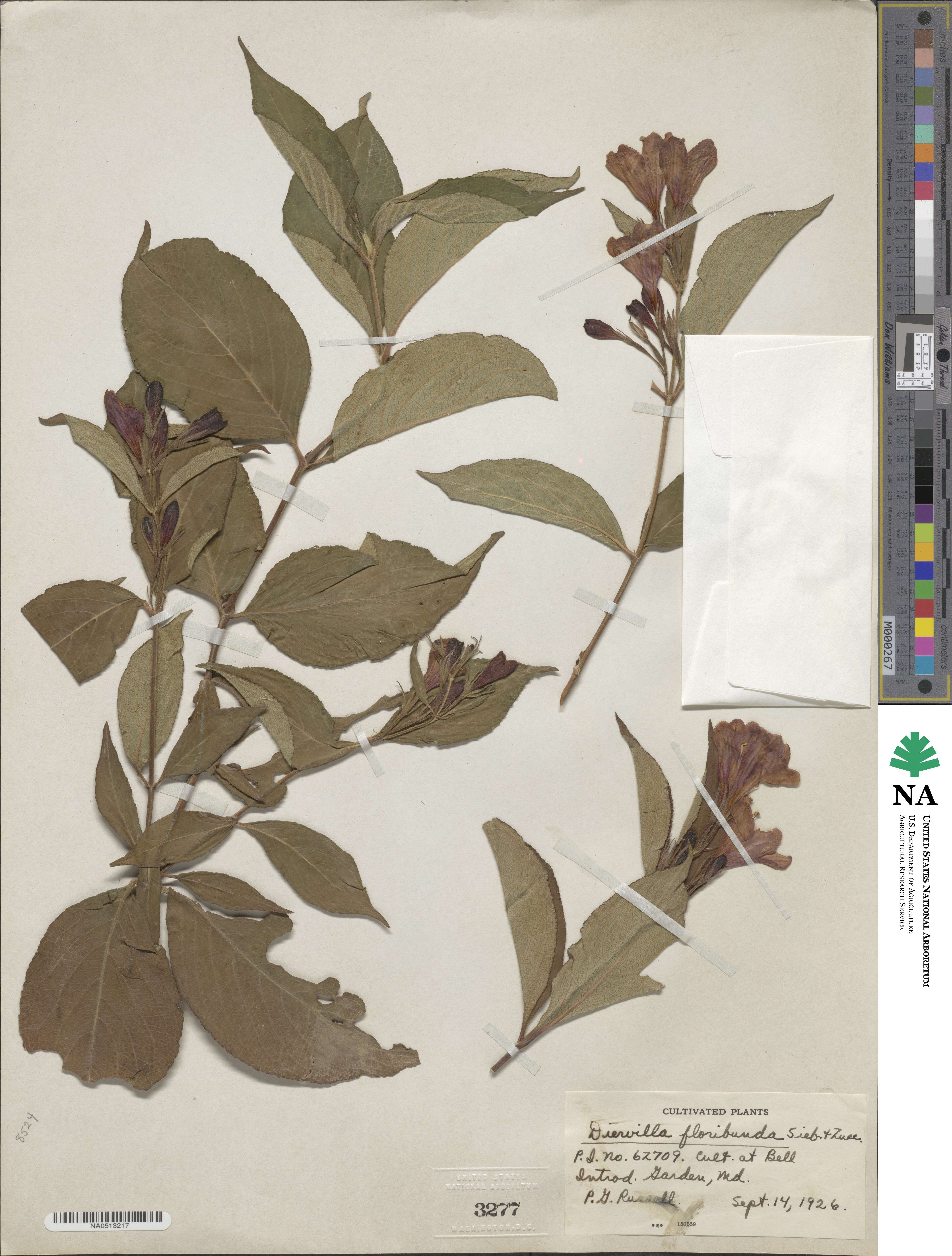 Weigela floribunda image