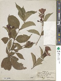 Weigela floribunda image