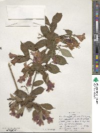 Weigela florida image