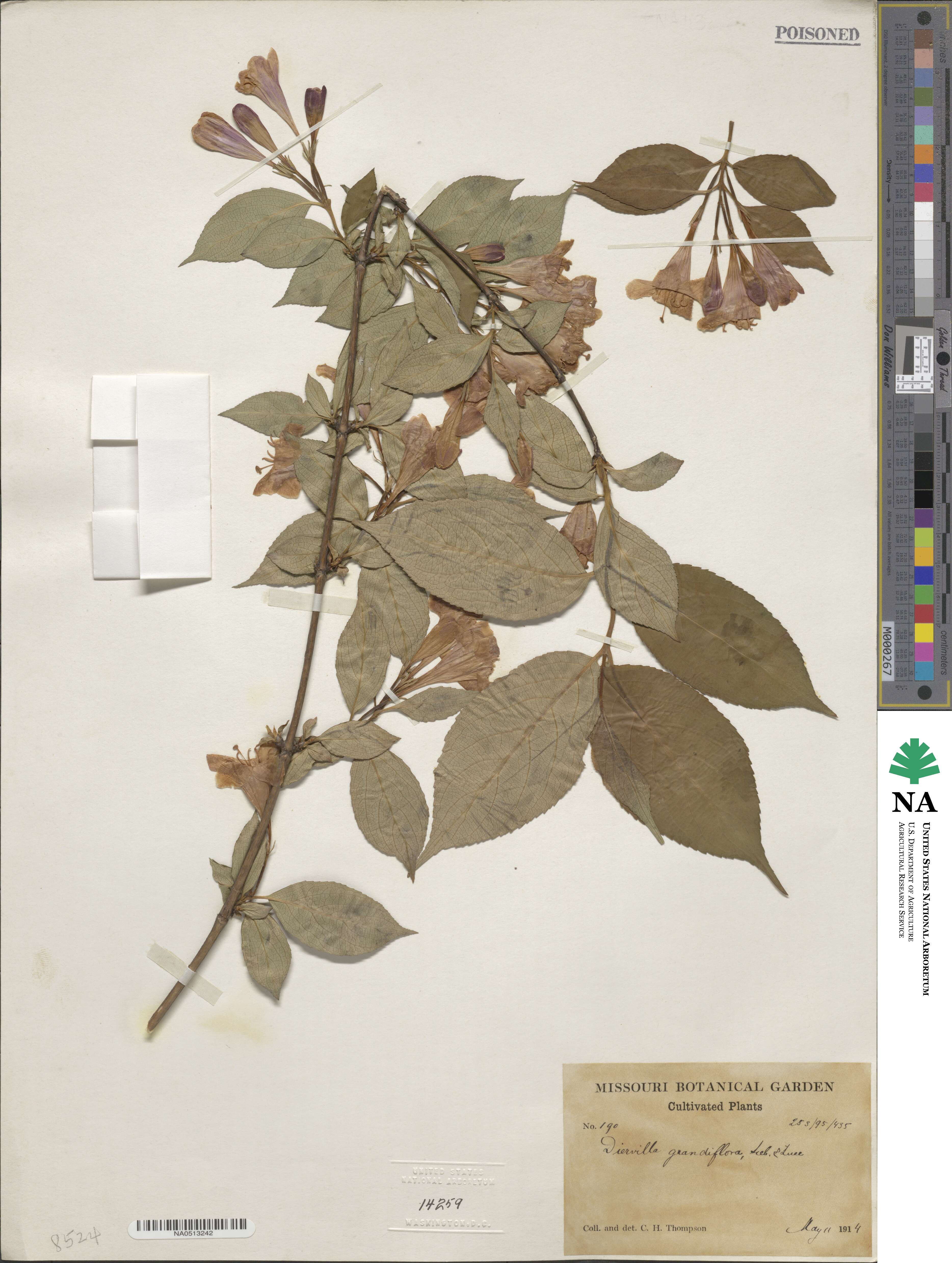 Weigela coraeensis image