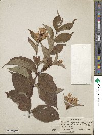 Weigela japonica image