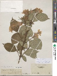 Diervilla lonicera image