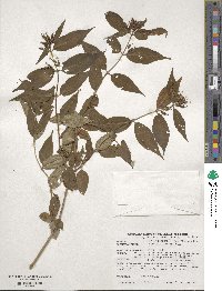 Diervilla lonicera image