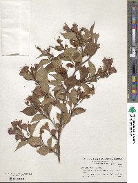 Diervilla lonicera image