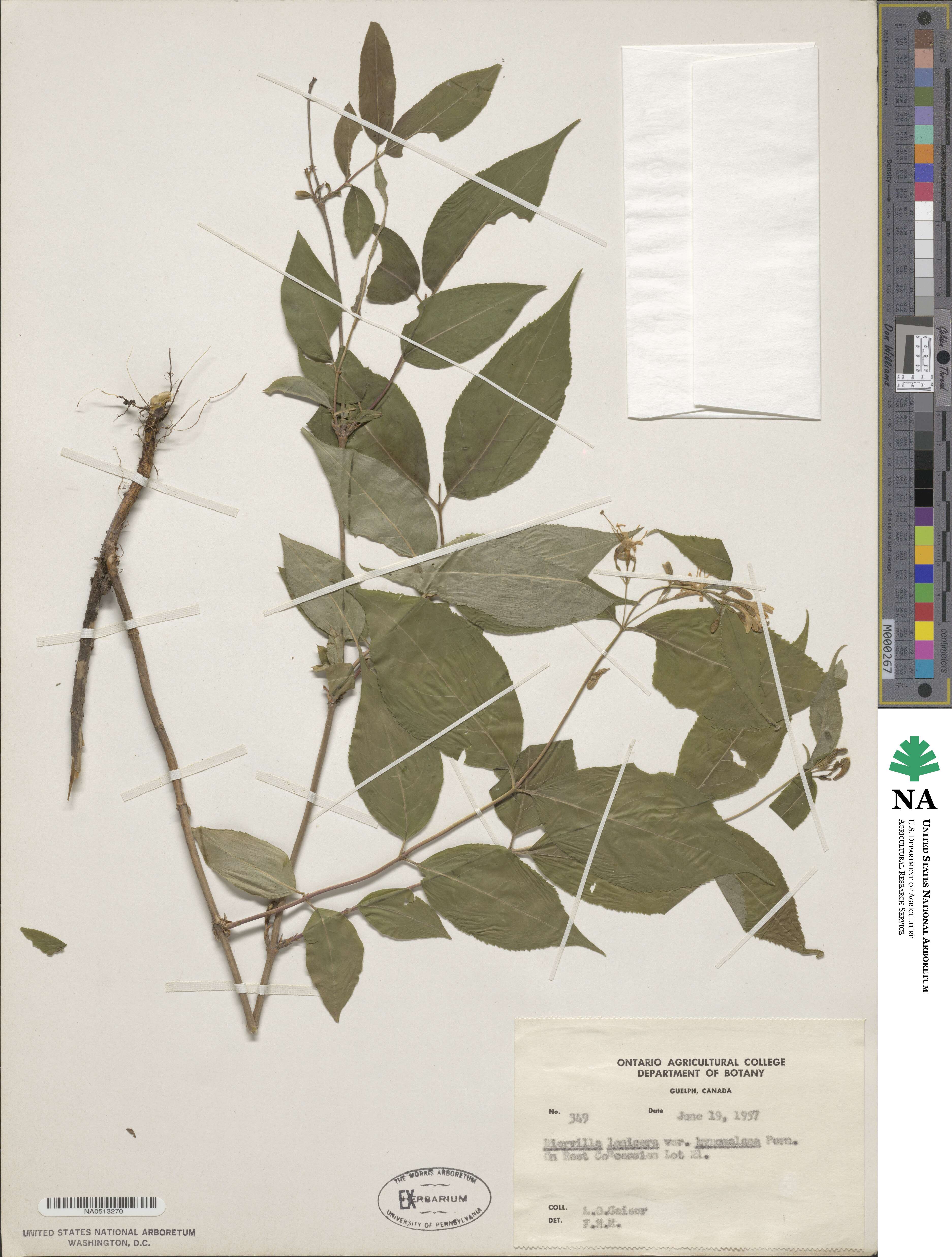 Diervilla lonicera image