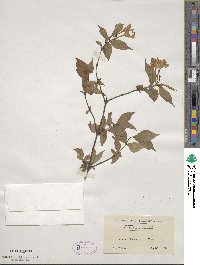 Weigela maximowiczii image