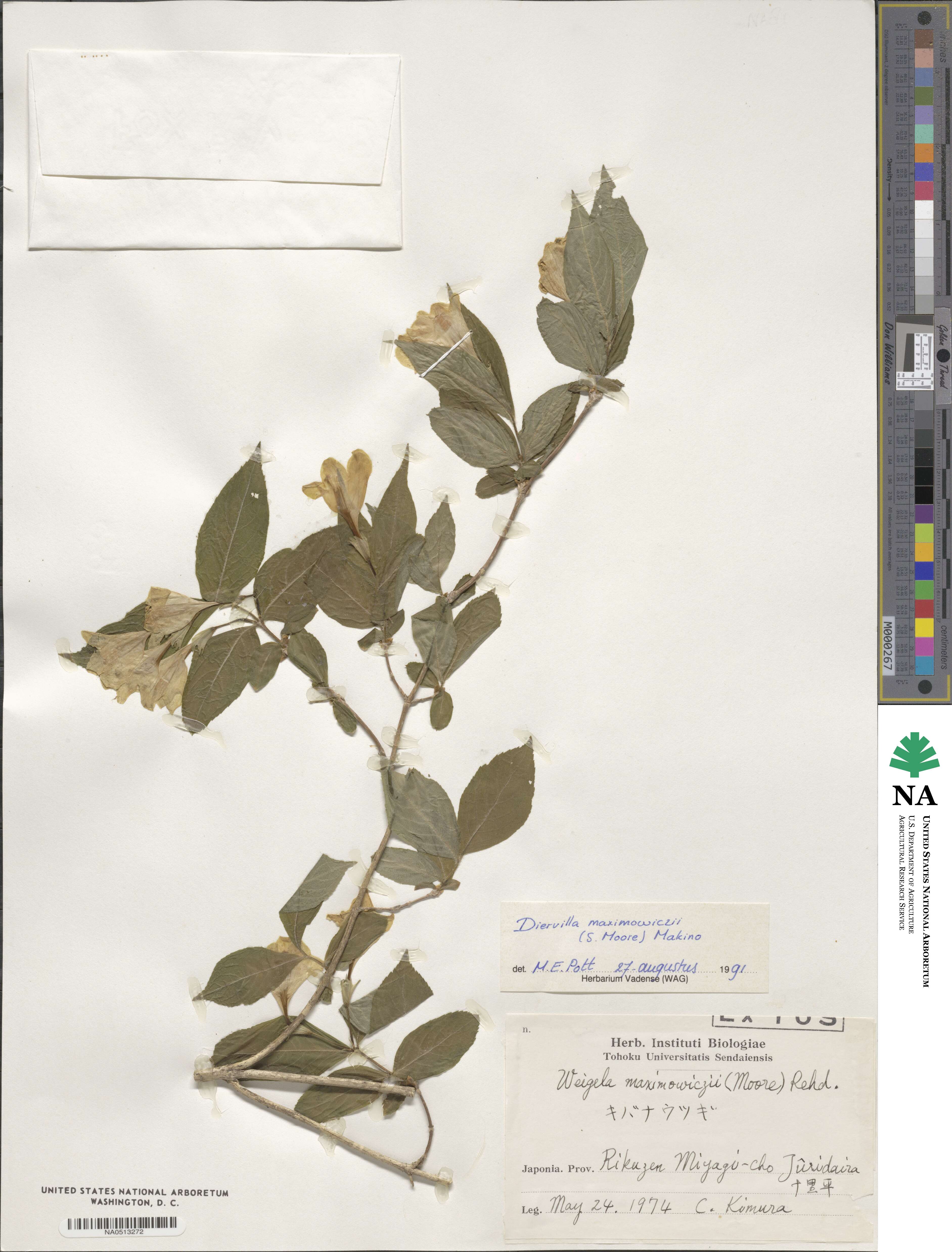 Weigela maximowiczii image