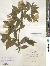 Weigela middendorfiana image