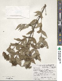 Diervilla rivularis image