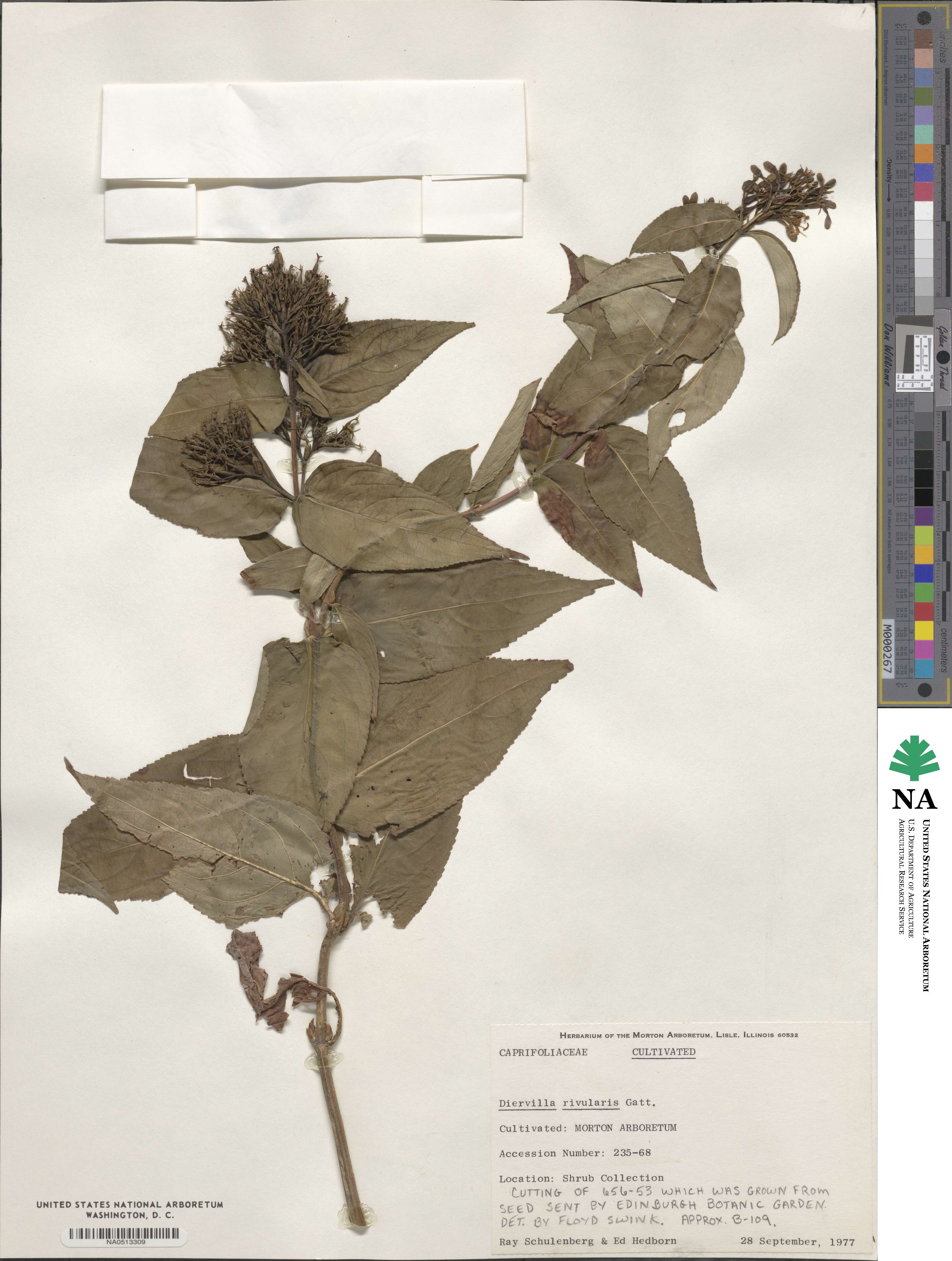 Diervilla rivularis image