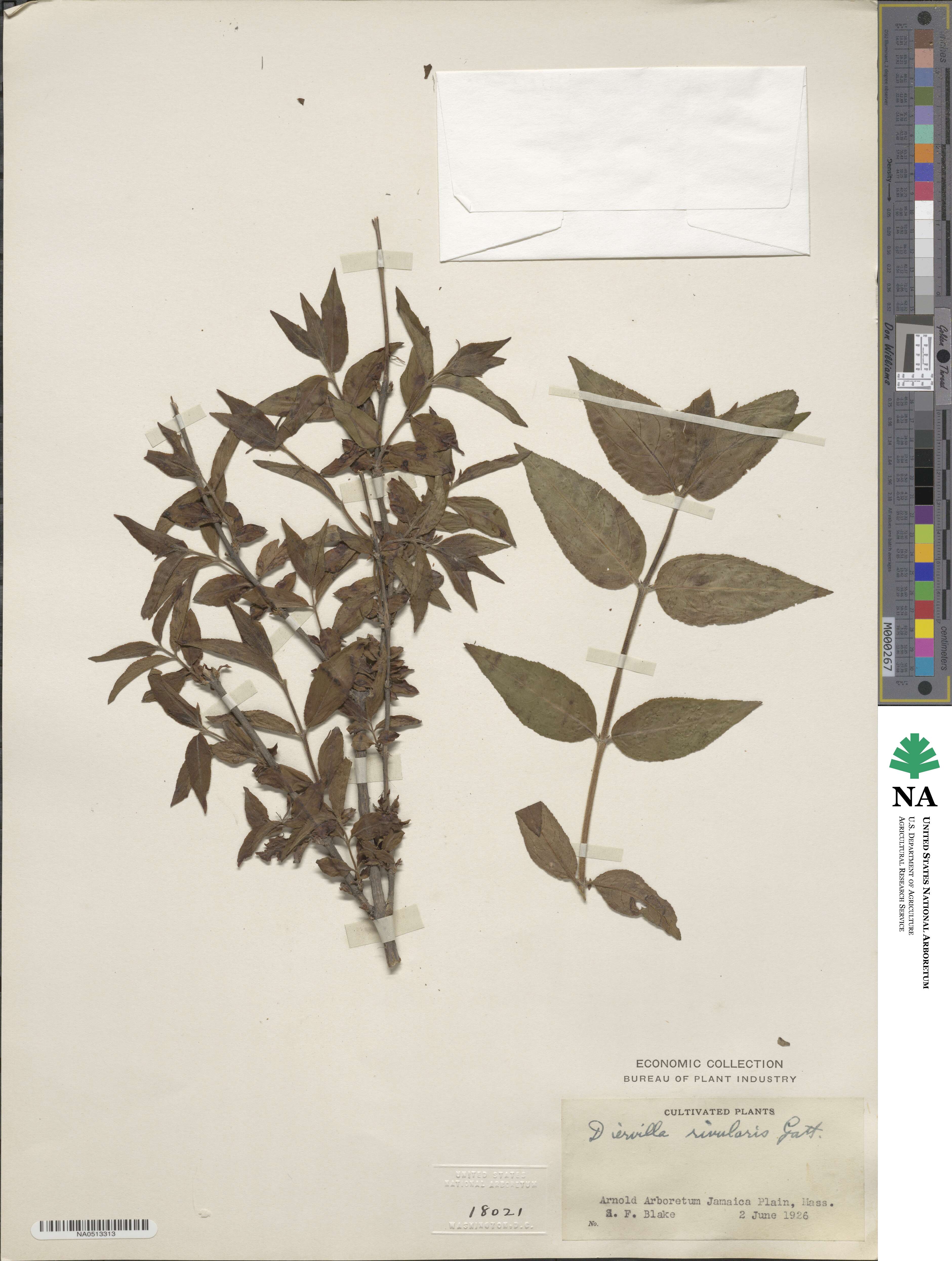 Diervilla rivularis image