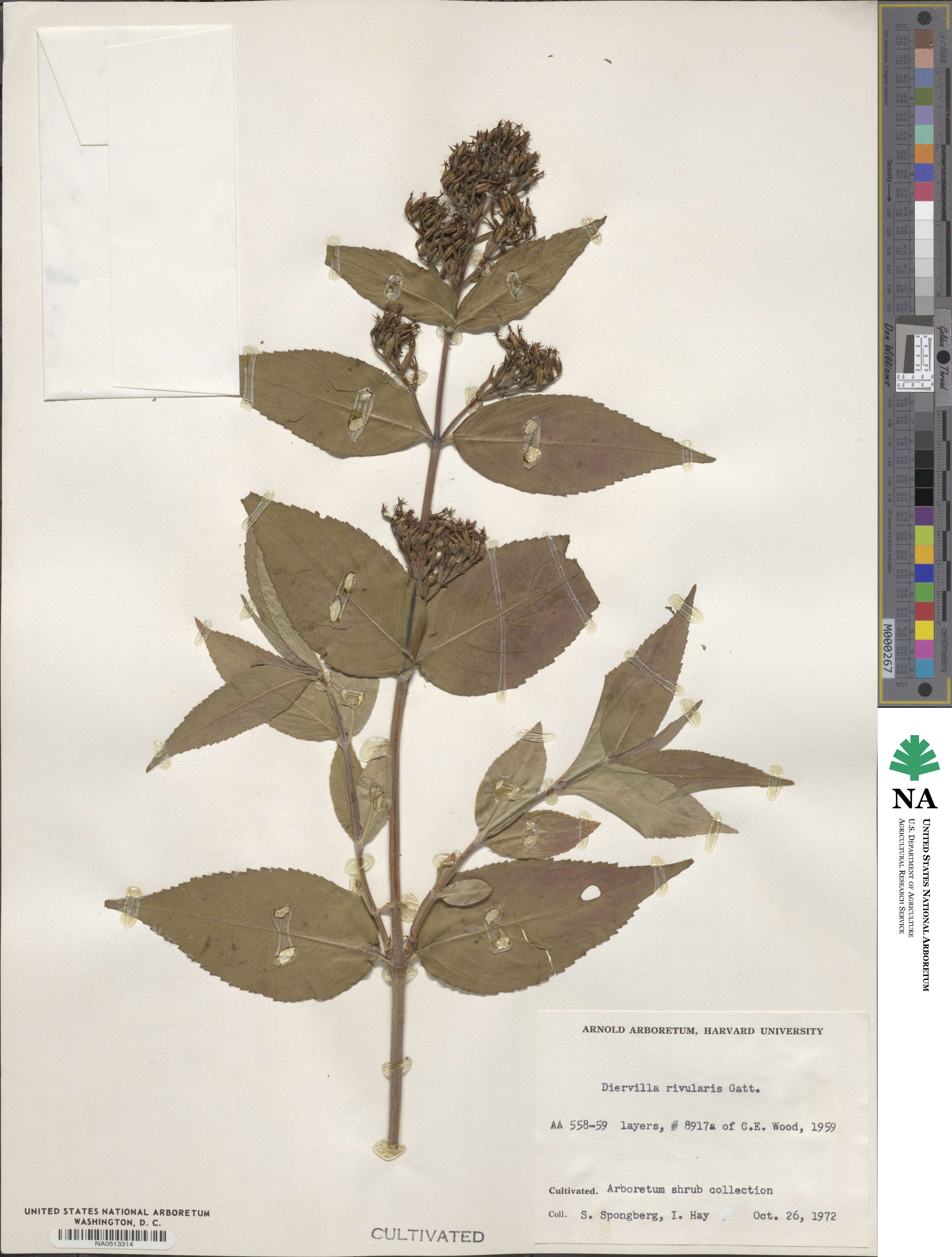 Diervilla rivularis image