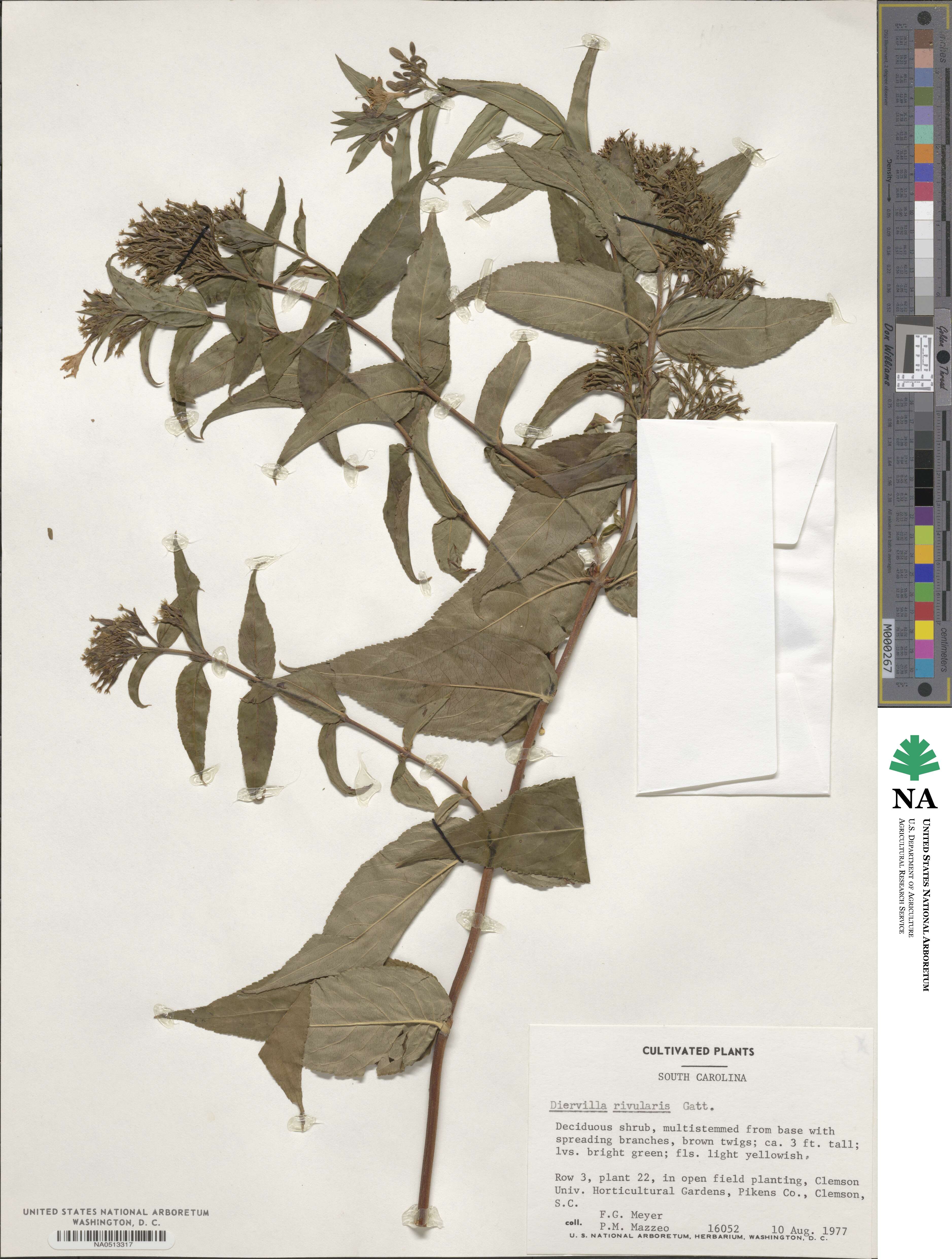 Diervilla rivularis image