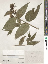 Diervilla sessilifolia image