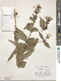 Diervilla sessilifolia image