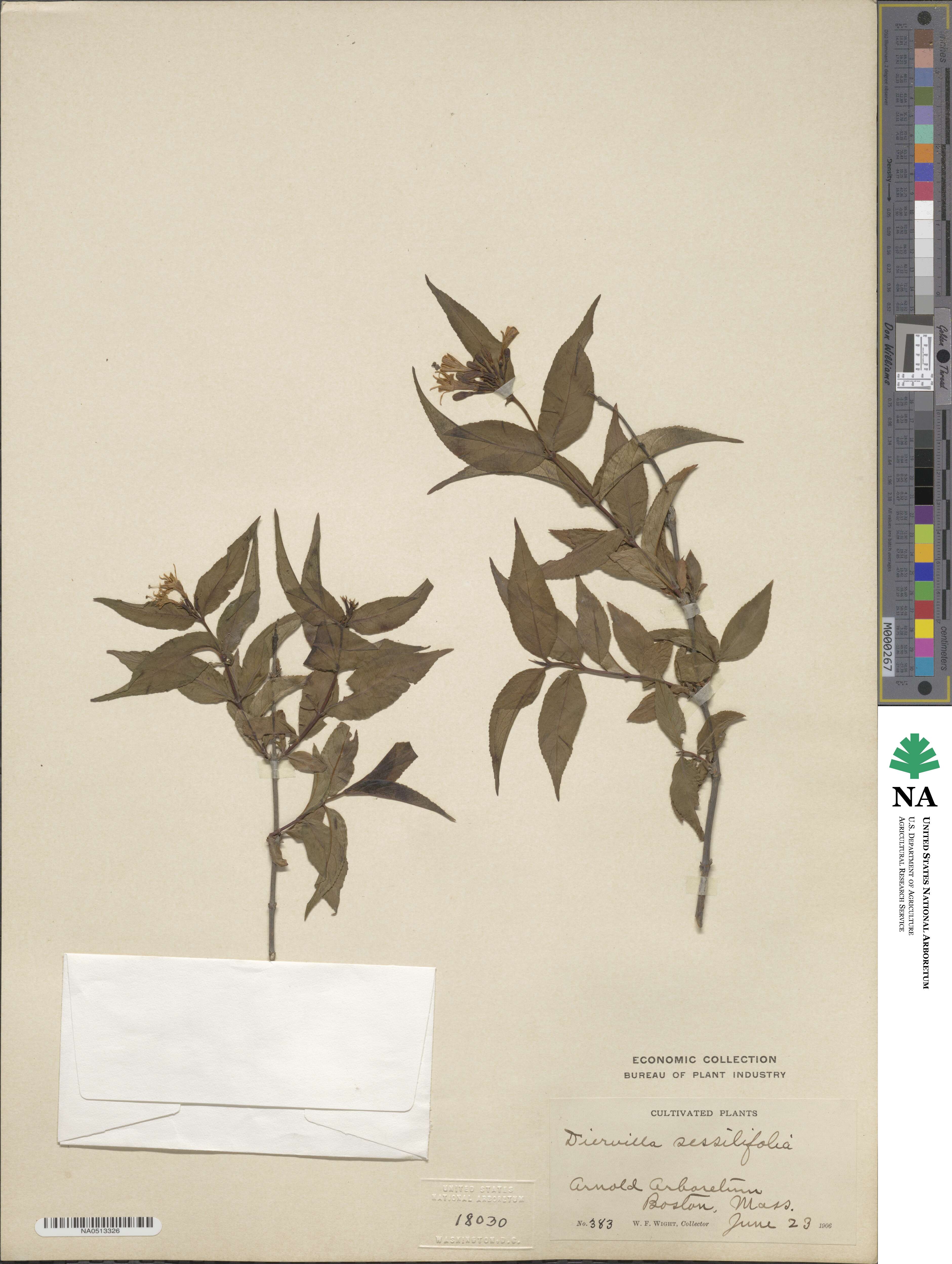 Diervilla sessilifolia image