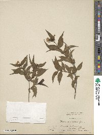 Diervilla sessilifolia image