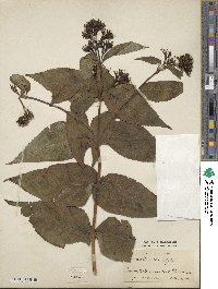 Diervilla sessilifolia image