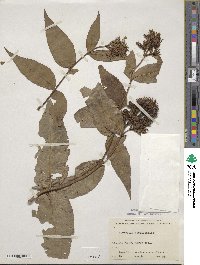 Diervilla sessilifolia image