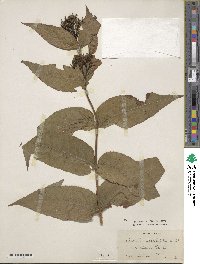 Diervilla sessilifolia image