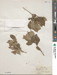 Diervilla sessilifolia image