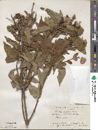 Diervilla sessilifolia image