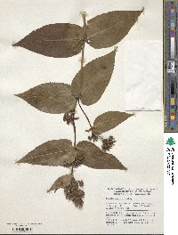 Diervilla sessilifolia image