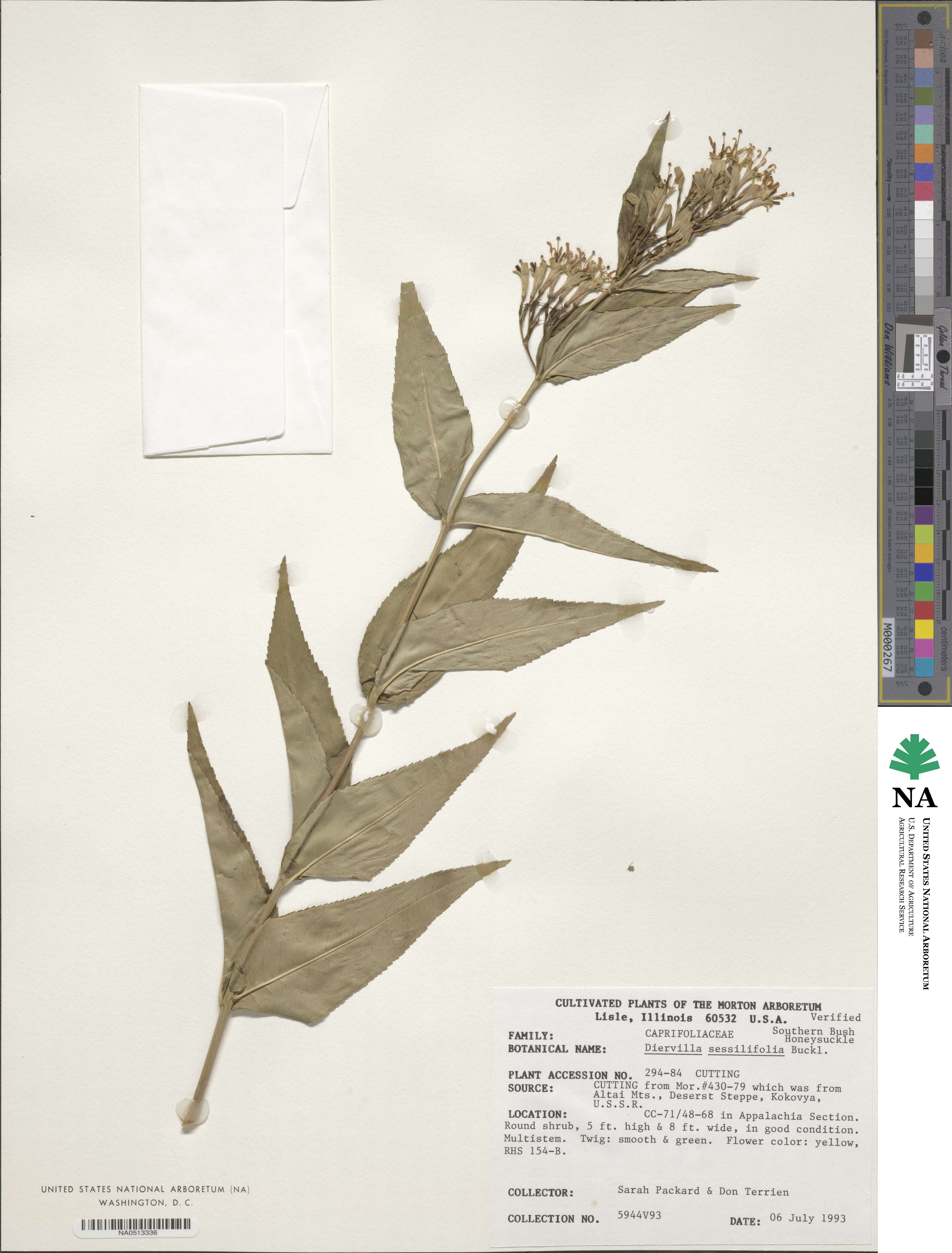 Diervilla sessilifolia image