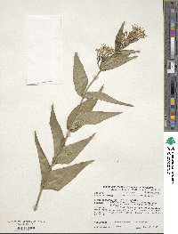 Diervilla sessilifolia image