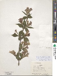 Weigela subsessilis image