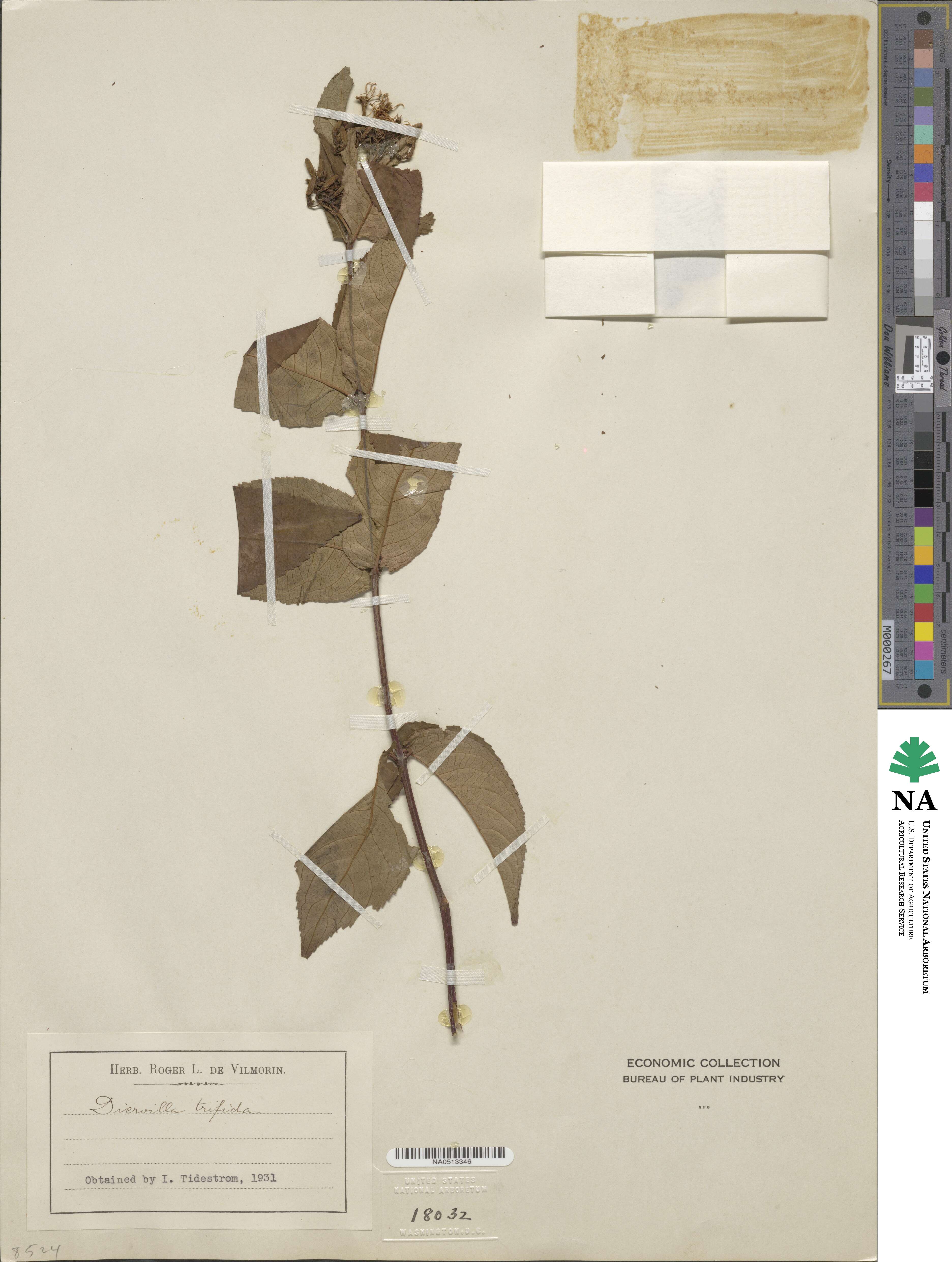 Diervilla lonicera image