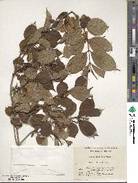 Weigela coraeensis image