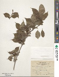 Weigela decora image