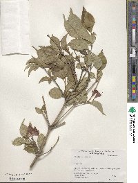 Weigela decora image