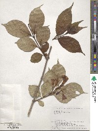 Weigela decora image