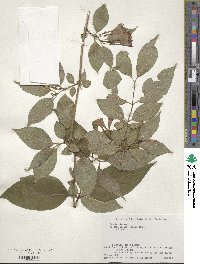 Weigela decora image