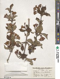 Weigela decora image