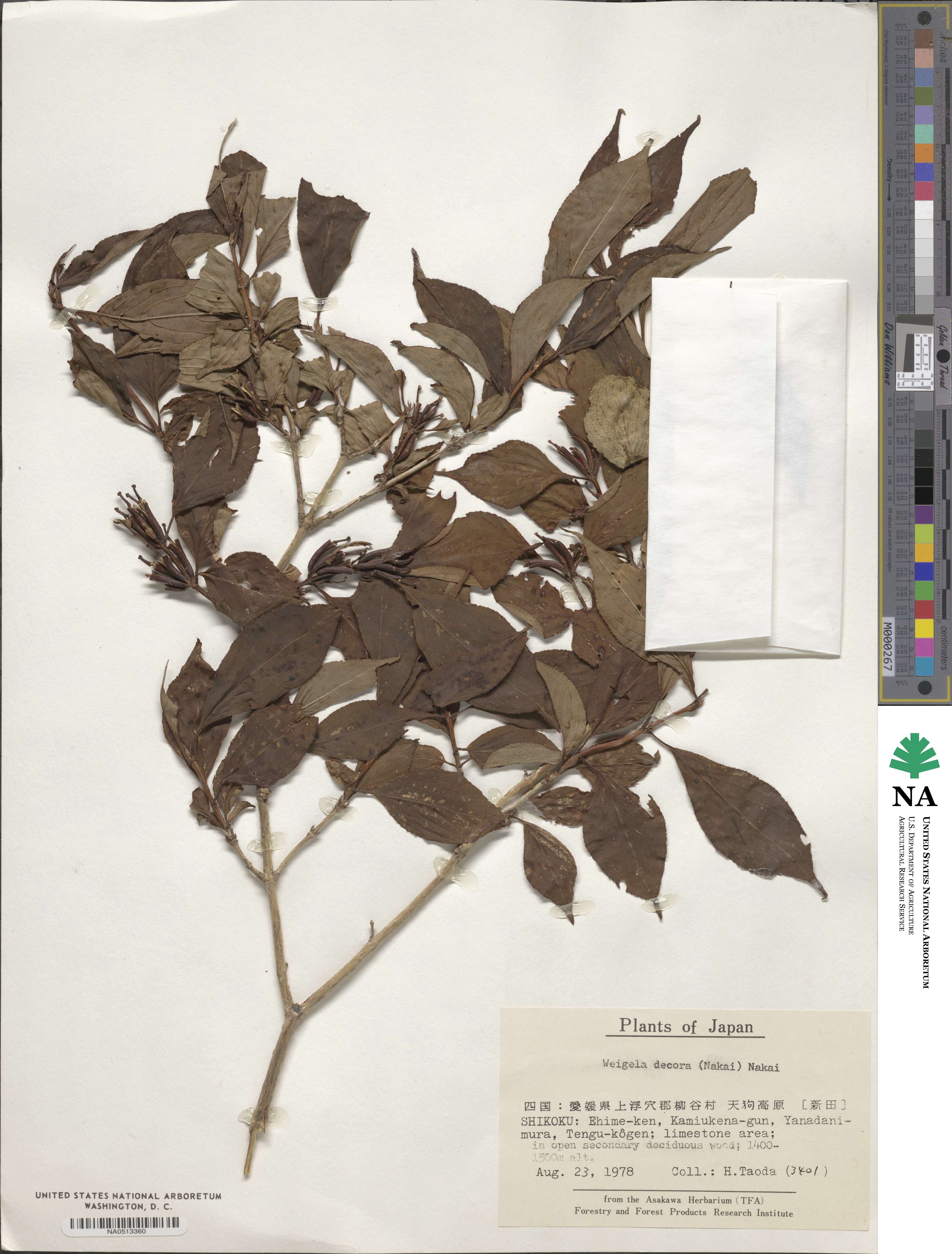 Weigela decora image